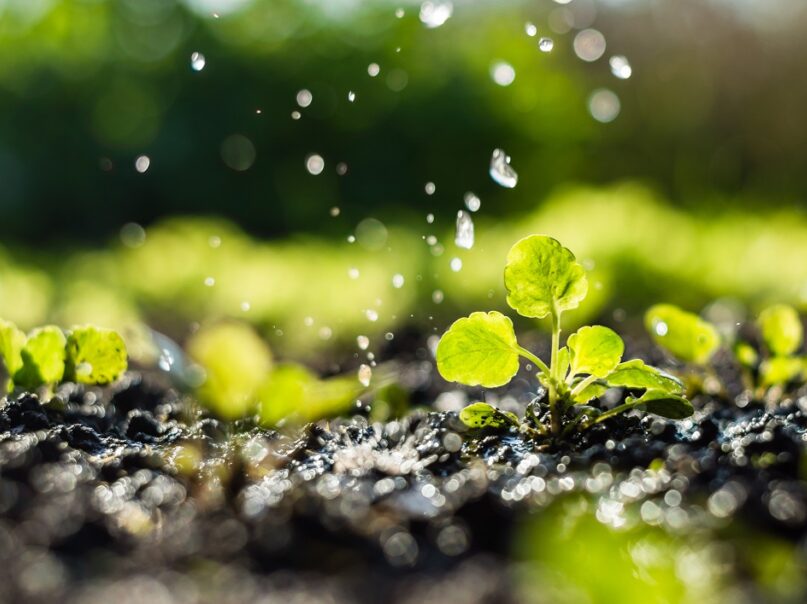 Plant sprouts in the field and farmer is watering it